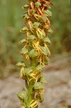 close up of the whole pedicil with flowers of the Aceras anthrophorum, Man Orchid plant