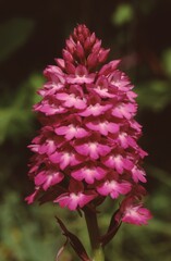 close up of the flowers of the Anacamptis pyramidalis or  pyramidal orchid