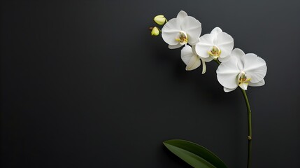 Naklejka na ściany i meble Minimalist White Orchid Flower on Black Background for Spa Wall Art and Premium Decor