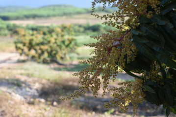 The mango flowers is blooming in a farm