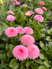 Flower Pink Daisy Monterosa (bellis Perennis). Close-up