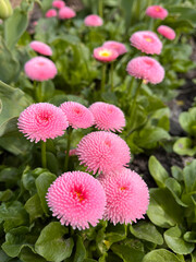 Flower Pink Daisy Monterosa (bellis Perennis). Close-up © Kateryna