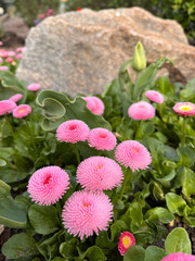 Flower Pink Daisy Monterosa (bellis Perennis). Flowers on a background of stone in a flowerbed.