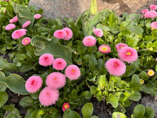 Flower Pink Daisy Monterosa (bellis Perennis) Perennials Plants