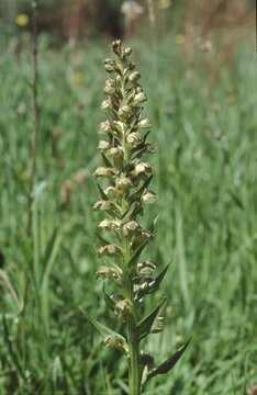 whole plant on grass of the Coeloglossum viride; Dactylorhiza viridis or frog orchid