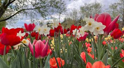 Blooming tulips and daffodils in a flowerbed in the park
