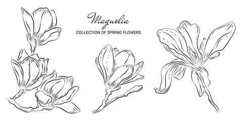 Set of luxury magnolia flowers in doodle style. Trendy botanical elements on a white background and without. Wedding elegant spring primroses for invitation save date card. Sketch of a spring-blooming - obrazy, fototapety, plakaty