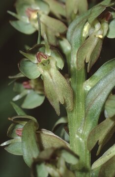 Closeup or the flowers on the pedicel of the Coeloglossum viride; Dactylorhiza viridis or frog orchid
