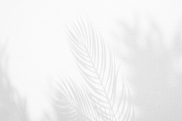 Grey shadow of natural palm leaf and tree abstract background falling on white wall texture for...