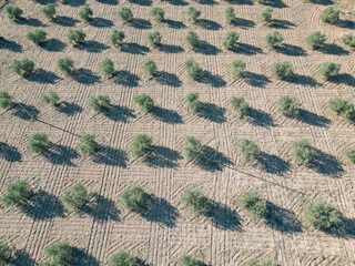 A field of olive trees with a lot of sunlight, the trees are in rows and the shadows they cast on the ground create a sense of depth and movement