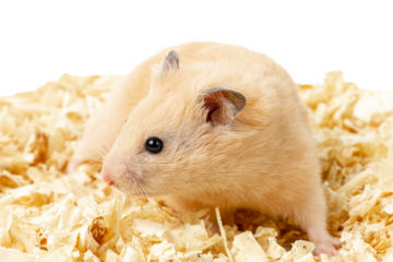 A golden hamster on bedding