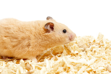 A cream-colored hamster on wood shavings