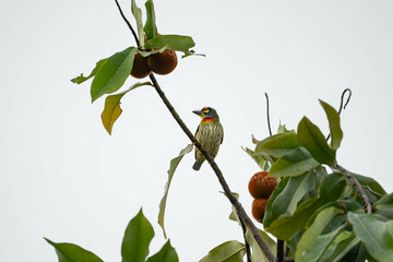 a Coppersmith Barbet producing a sound like on a coppersmith on top of the tree 