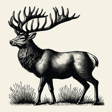 hand drawn deer old engraving vector illustration style. deer vintage illustration logo, emblem, icon old engraving style