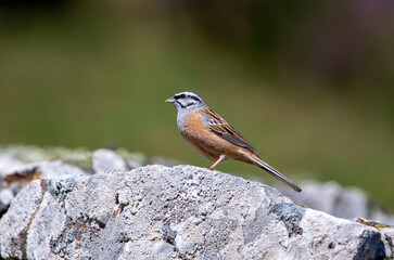 Rock bunting, emberiza cia perched on a rock.