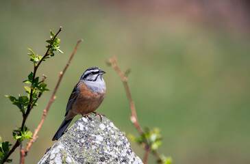Rock bunting, emberiza cia perched on a rock.