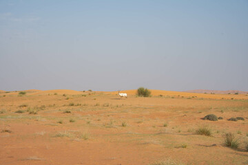 a lonely oryx in the wilderness of Safari Desert