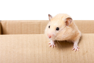 Beige hamster peering out of cardboard box