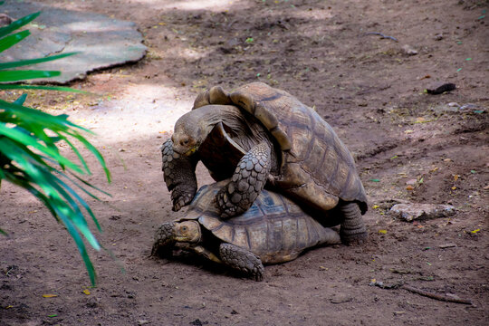 Sulcata Tortoises in mating season