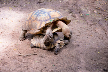 Obraz premium Sulcata Tortoises in mating season
