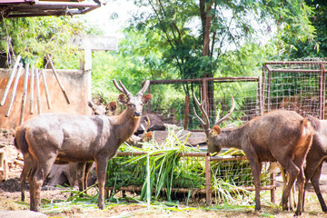 Herd of sambar deer eating grass in the zoo