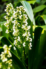Lilly of the valley (Xiphidium) flowers on their plants