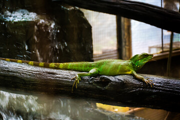 Thai water dragon on the trunk