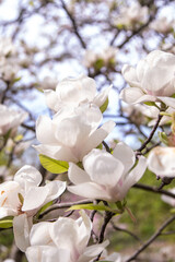 White magnolia flowers. Flower bud on a tree branch in the garden. Spring blooming nature