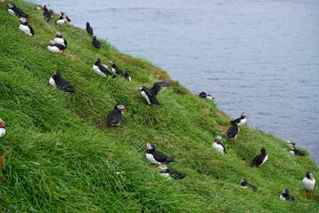 Puffings in the Iceland