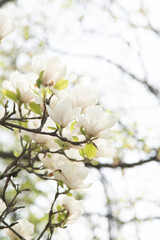White magnolia flowers. Flower bud on a tree branch in the garden. Spring blooming nature