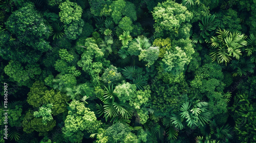 Aufkleber a lush green forest with many trees and plants. the trees are tall and green, and the leaves are lar