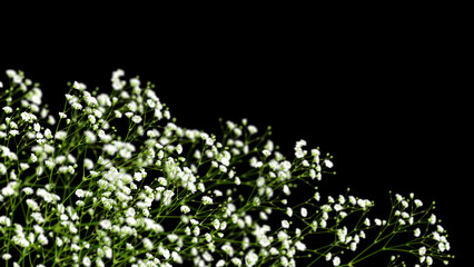 高級感がある黒い背景に咲く、奥行き感があるかすみ草
