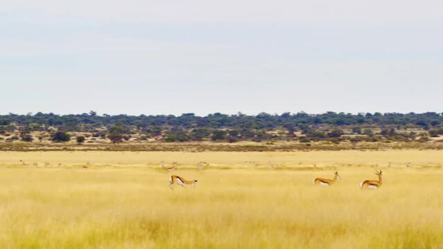 Two Springbok antelopes (Antidorcas marsupialis) jumping in Savanah of Botswana