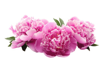 Fototapeta premium beautiful pink peonies flowers .isolated on white background