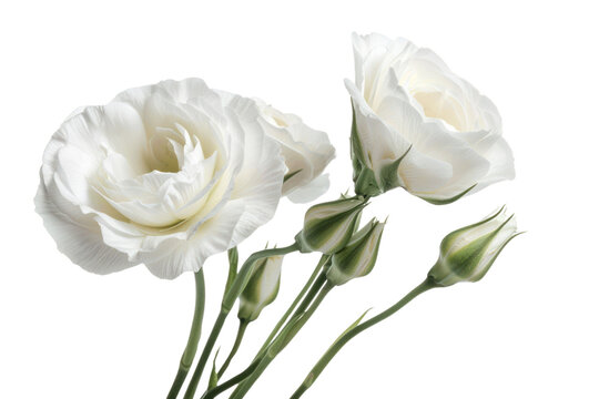 Beautiful white eustoma flowers
.isolated on white background