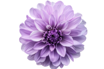 Big purple flower
.isolated on white background