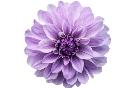 Big purple flower
.isolated on white background