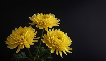 Obraz premium Yellow chrysanthemum on a dark background. Bright flower