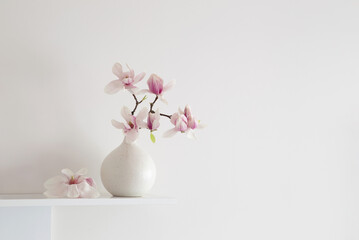 magnolia flowers in vase in white background