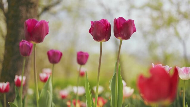 multi-colored tulips in vegetable gardens with natural lighting