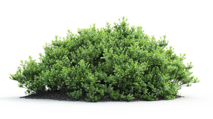 bush isolated on white background.