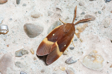Oak eggar or Lasiocampus Quercus is a common moth in european countries	