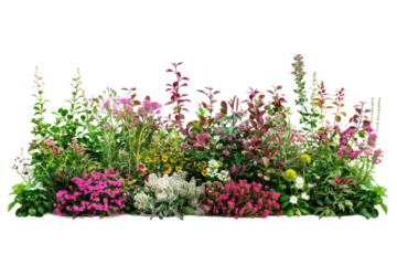 Flowerbed with different blooming plants and flowers
.isolated on white background