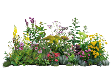 Flowerbed with different blooming plants and flowers
.isolated on white background
