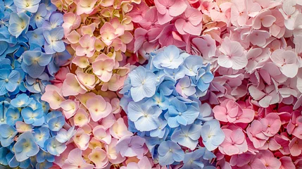 Zelfklevend Fotobehang Beautiful colorful hydrangea flowers as background top © Ashley