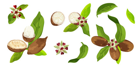 Obraz premium Set of Cupuaçu (Theobroma grandiflorum),or cupuassu and copoasu, leaves, flower and nut isolated on white background. Vector drawing. 