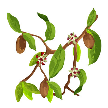 Branch of Cupuaçu (Theobroma grandiflorum),or cupuassu and copoasu, leaves, flower and nut. Vector drawing. 
