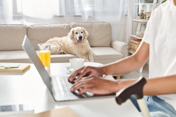 An African American man in a wheelchair works on a laptop while his Labrador dog rests by his side on a cozy couch.