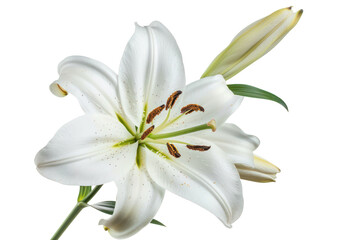 Fototapeta premium ดีไซน์ที่ยังไม่ได้ตั้งชื่อ - 292Lily flower .isolated on white background