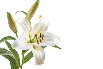ดีไซน์ที่ยังไม่ได้ตั้งชื่อ - 292Lily flower
.isolated on white background